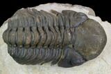 Detailed Reedops Trilobite - Atchana, Morocco #125196-2